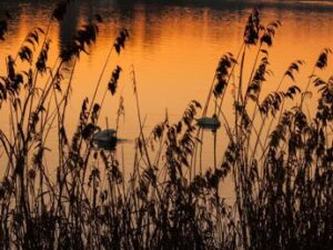 Rischi ambientali e biodiversità, un richiamo per gli investitori