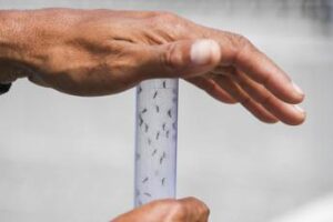 Roma, zanzara tigre anche d’inverno. L’esperto: “Senza freddo c’è tutto l’anno”