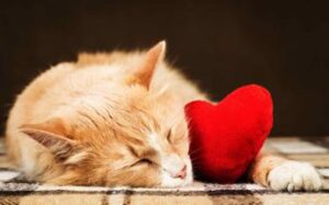 Torna La Città dei Gatti per festeggiare la giornata nazionale del gatto
