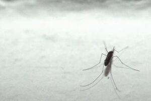 Dengue, vernice anti-zanzare per stop epidemia