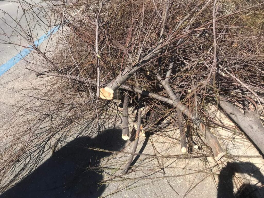 Capitozzatura delle Tamerici sul lungomare nord di Pescara