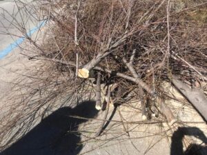 Capitozzatura delle Tamerici sul lungomare nord di Pescara