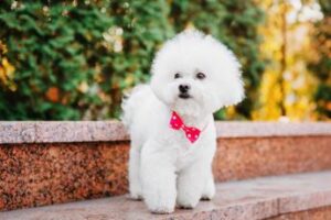 Guida alla scelta dell’allevamento ideale per barboncini toy con pedigree