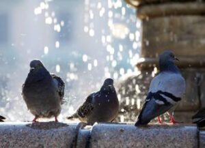 Psittacosi, alert Oms su aumento casi umani in Ue: cosa dicono gli esperti