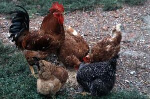 Aviaria, Andreoni: “Rischio è H5N1 nei maiali, così passaggio a uomo più facile”