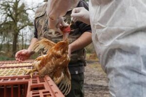 Aviaria in Usa, l’epidemiologo: “Fare scorta di antivirali, dopo sarà tardi”