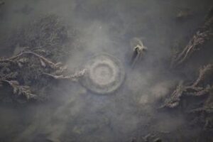 Piazza Tevere a Filo d’Acqua: nuovi scenari per la città con Tevereterno, Fontana più Stella e l’artista Iginio De Luca