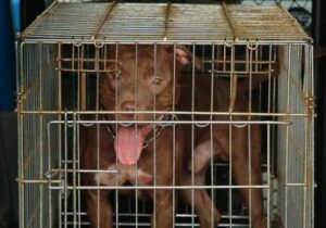 Vercelli, pitbull azzanna e uccide bimbo di 5 mesi