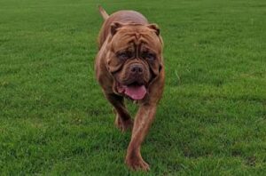 Attaccata dai suoi cani in casa, 50enne muore sbranata a Londra