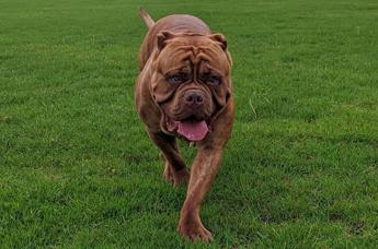 Attaccata dai suoi cani in casa, 50enne muore sbranata a Londra