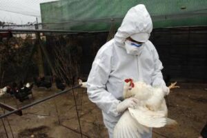 Aviaria, Oms assicura: “Se servirà primi vaccini in 4-6 mesi”