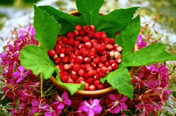 Cosmesi green, dai residui delle fragoline di bosco un estratto per pelle e capelli