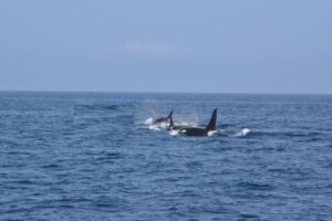 Orche speronano e affondano yacht di 15 metri, attacco choc nello stretto di Gibilterra
