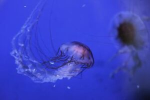 Vermocane, ricci, tracine e meduse, un corso su pericoli e rimedi