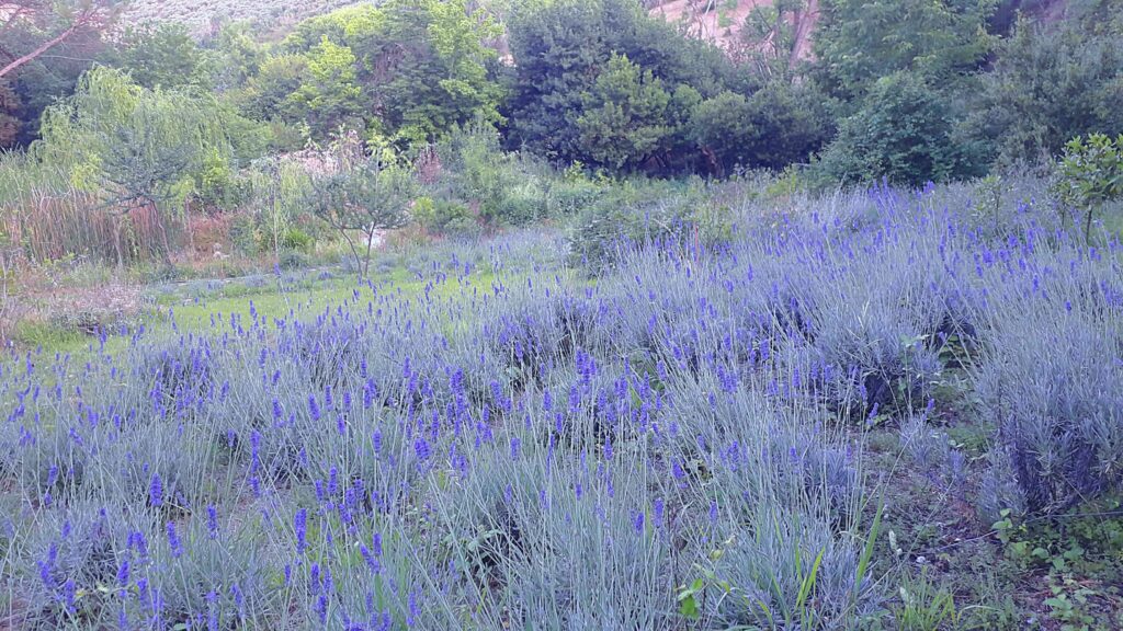 Passeggiata nei giardini della lavanda nel parco Lauretum
