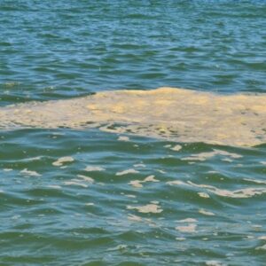 Emergenza Mucillagine, Pepe presenta Interpellanza urgente