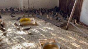 Bracconaggio: sequestrati quasi 800 tra merli, tordi e cesene catturati illegalmente e destinati al mercato dei richiami vivi e circa altri 200 già deceduti