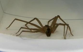 Ragno violino, come riconoscerlo e cosa fare in caso di morso