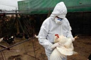 Aviaria, allarme mutazioni: “Aumentano rischio diffusione nell’uomo”