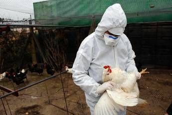 Aviaria, allarme mutazioni: “Aumentano rischio diffusione nell’uomo”