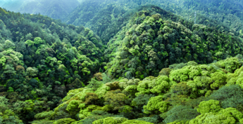 Qianjiangyuan: “China’s Amazon Rainforest” Nurtures Innovative Examples of Ecological Protection