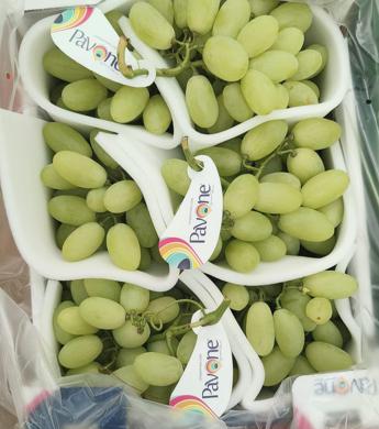 Azienda Pavone, ulteriore traguardo: nuove licenze di uve senza semi