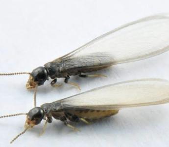 Gianluca Zucchet (Zucchet Italia): “Crescono le infestazioni da termiti a Roma, servono trattamenti professionali”