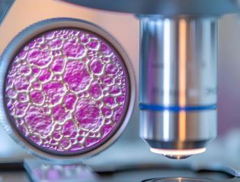 Pma per donne single. Pro Vita Famiglia: Consulta non legittimi nascita di figli orfani per legge