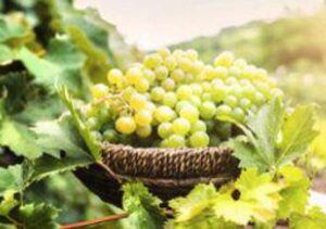 Agricoltura: a Bari buyer esteri alla scoperta dell’uva da tavola italiana