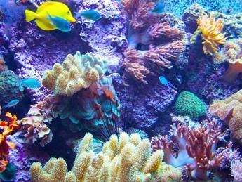 Ambiente, scienziati cinesi scoprono tecnologia per riproduzione coralli