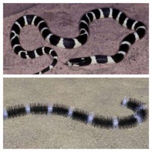 Italgam, arriva lo scovolo Evo Snake contro i piccioni per fotovoltaico e grondaie