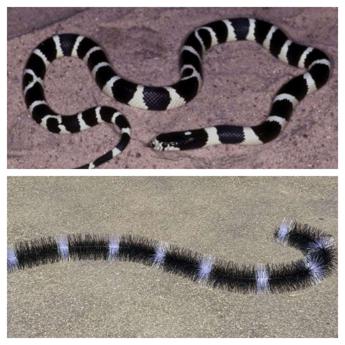 Italgam, arriva lo scovolo Evo Snake contro i piccioni per fotovoltaico e grondaie