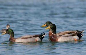 Studio della Lipu con l’Università di Milano sulla migrazione preriproduttiva degli uccelli