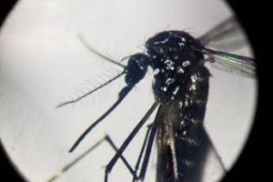 West Nile, Pregliasco: “Casi reali? Fino a 150 in più. Picco verso metà agosto”