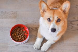 Cane con sensibilità alimentari? I benefici delle crocchette monoproteiche