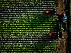 Philip Morris Italia, Coldiretti: da accordo decennale più certezze e programmazione filiera