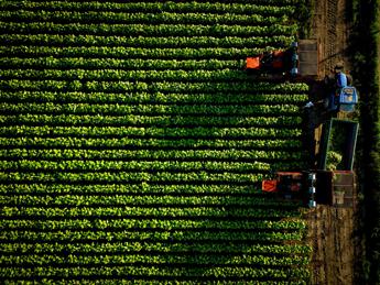 Philip Morris Italia, Coldiretti: da accordo decennale più certezze e programmazione filiera