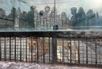 Putin e il regalo all’amico Kim: leoni, orsi e yak da esporre allo zoo di Pyongyang