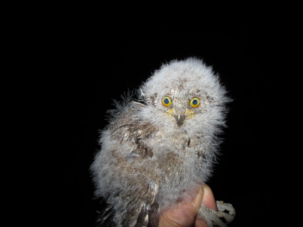 Una proposta di legge regionale per salvare gli animali selvatici in difficoltà