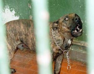 Aggredito dai suoi pitbull a Ostia, gravissimo 29enne