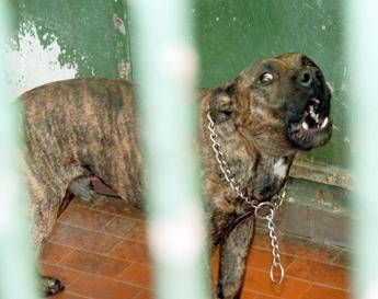 Aggredito dai suoi pitbull a Ostia, gravissimo 29enne