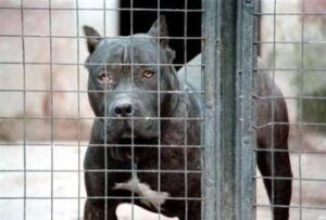 Aggressione pitbull, il veterinario: “Razza di moda, ma servono polso fermo e regole ferree”