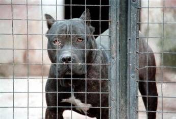 Aggressione pitbull, il veterinario: “Razza di moda, ma servono polso fermo e regole ferree”
