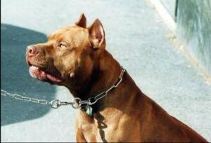 Bimba sbranata da pitbull, veterinari: “Per evitare tragedie serve corretta gestione dei cani”