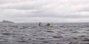 Inghiottito da una megattera e risputato: un incontro ravvicinato nello stretto di Magellano – Il video