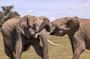 Sri Lanka, treno travolge elefanti: morti sei esemplari