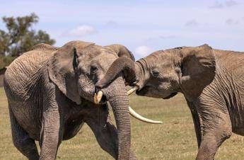 Sri Lanka, treno travolge elefanti: morti sei esemplari
