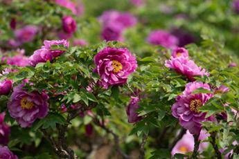 CGTN: Blooming ‘flower economy’ – Heze’s peony industry boosts development, cultural exchanges