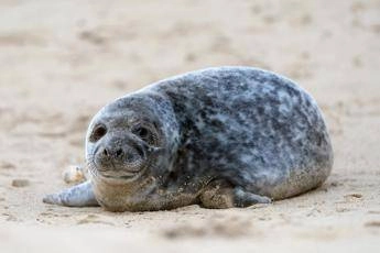 Dazi di Trump contro isole Heard e McDonald, tassati pinguini e foche