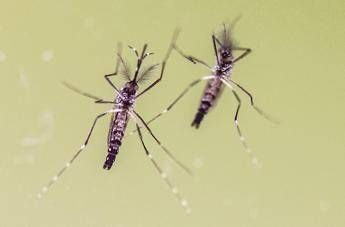 Estate, anche in viaggio le zanzare fanno paura, boom richieste su West Nile e Dengue